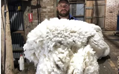 Grower chases new way to promote wool’s sustainability credentials