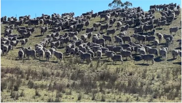 Could sulphur be a secret weapon in fighting flystrike in Merino flocks?